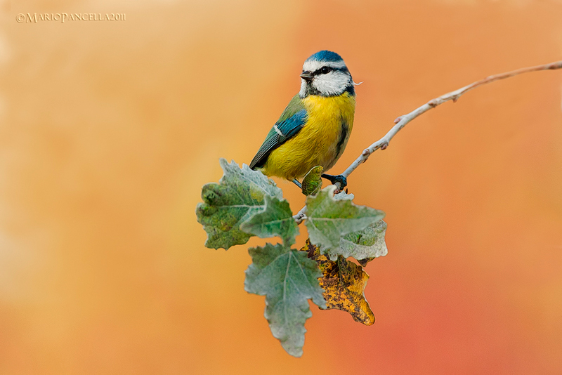 Cinciarella -Cyanistes (Parus) caeruleus